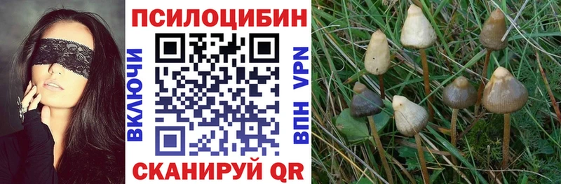 Галлюциногенные грибы Psilocybe Чайковский
